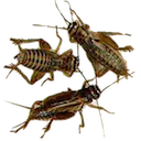 Crickets — animal emoji for Slack & Discord