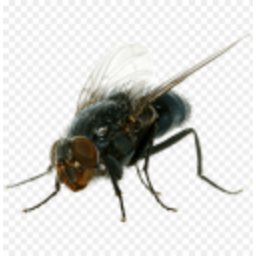 Pencefly — animal emoji for Slack & Discord (Discord)