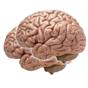 Brains — brain emoji for Slack & Discord