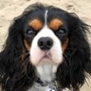 Ckcs Tricolor Ben — dog emoji for Slack & Discord