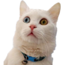 Coco — cat emoji for Slack & Discord