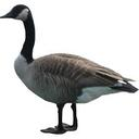 Goose — animal emoji for Slack & Discord