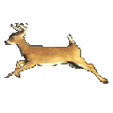 Deer Run — animal emoji for Slack & Discord