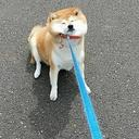 Ddog — dog emoji for Slack & Discord