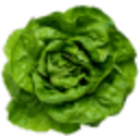 Lettuce — lettuce emoji for Slack & Discord