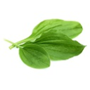 Plantains — plant emoji for Slack & Discord