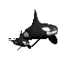 Killerwhalegif — cartoon emoji for Slack & Discord