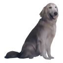 Jpeg Dog — dog emoji for Slack & Discord