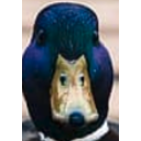 What Duck — animal emoji for Slack & Discord