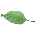 Podorozhnik 2 — nature emoji for Slack & Discord