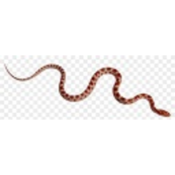 Cornsnake — animal emoji for Slack & Discord (Discord)
