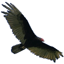 Vulture — animal emoji for Slack & Discord