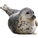 Seal — seal emoji for Slack & Discord