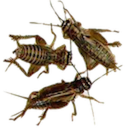 Crickets — animal emoji for Slack & Discord (Discord)