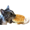 Icanhazcheeseburger — cat emoji for Slack & Discord