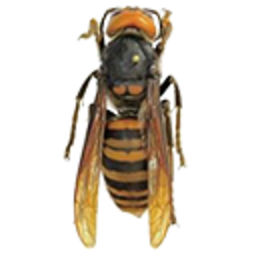 Murder Hornet — animal emoji for Slack & Discord (Discord)