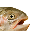 Salmon Says — fish emoji for Slack & Discord