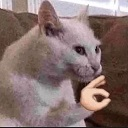 Ok Cat — animal emoji for Slack & Discord