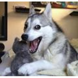 Punhusky — dog emoji for Slack & Discord (Discord)
