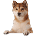 Oh Hai Doge — dog emoji for Slack & Discord