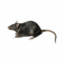 Snitch — animal emoji for Slack & Discord