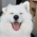 Samoyed Happy — dog emoji for Slack & Discord