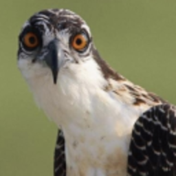 Hawkward — bird emoji for Slack & Discord (Discord)