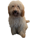 Tomsdog — dog emoji for Slack & Discord
