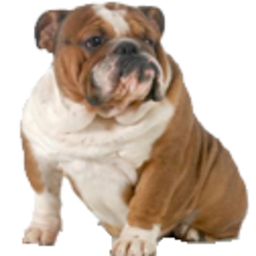 Bulldog — dog emoji for Slack & Discord (Discord)