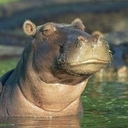 Skepticalhippo — animal emoji for Slack & Discord