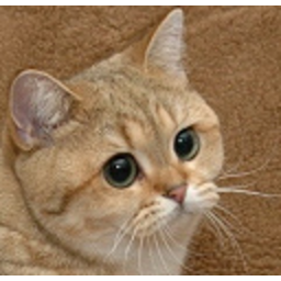Starecat — cat emoji for Slack & Discord (Discord)