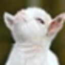 Sassygoat — cute emoji for Slack & Discord