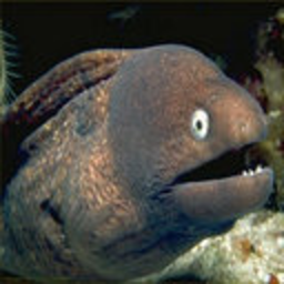 Ragequit — fish emoji for Slack & Discord (Discord)
