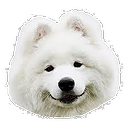 Samoyed — dog emoji for Slack & Discord