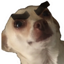 Madperry — dog emoji for Slack & Discord