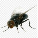 Pencefly — animal emoji for Slack & Discord