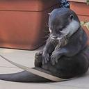 Sadotter — animal emoji for Slack & Discord