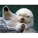 Seaotter — sea-otter emoji for Slack & Discord