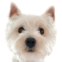 Westie — dog emoji for Slack & Discord