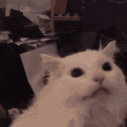 Meow Meme — cat emoji for Slack & Discord (Discord)
