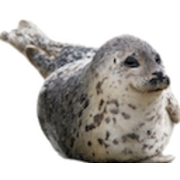 Seal — seal emoji for Slack & Discord (Discord)
