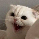 Terisaale12 — cat emoji for Slack & Discord