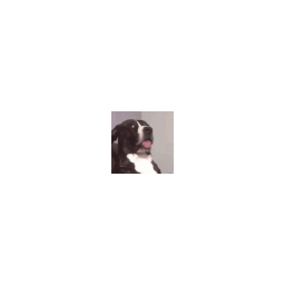 Dog Wait What — dog emoji for Slack & Discord (Discord)