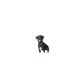Confuseddog — dog emoji for Slack & Discord (Discord)