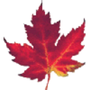 Maple Leaf — maple emoji for Slack & Discord