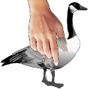 Takeagander — animal emoji for Slack & Discord