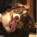 Winniemoji — dog emoji for Slack & Discord