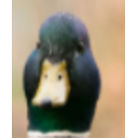 Duck Interested — animal emoji for Slack & Discord
