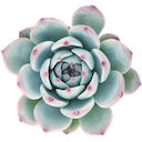 Succulent — plant emoji for Slack & Discord