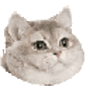 Breathing Intensifies Cat — cat emoji for Slack & Discord